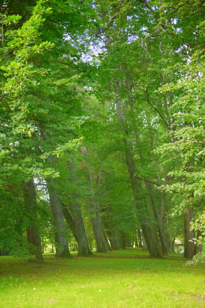 Trees and grass image